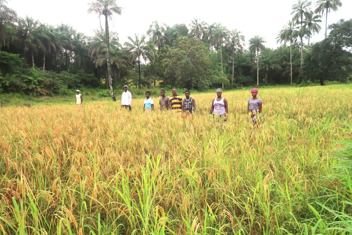Boeren op een rijstveld in Sierra Leone
