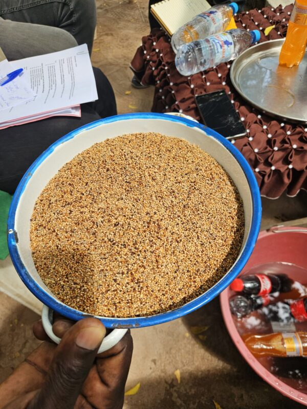 Eleusine, een voedzame graansoort die boeren in Zuid-Tsjaad verbouwen.